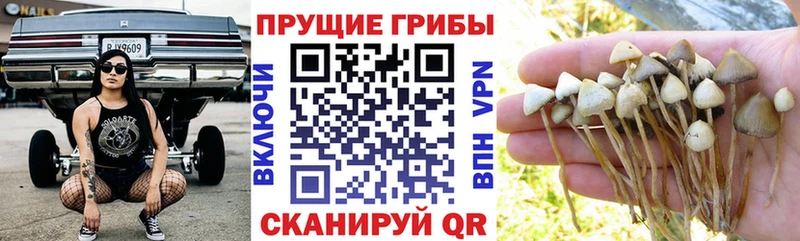 купить  сайты  Нижний Новгород  Псилоцибиновые грибы мухоморы 